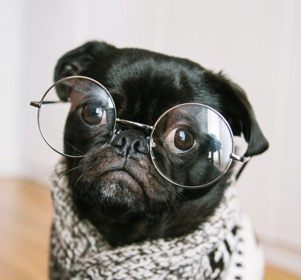 Leo – Pug