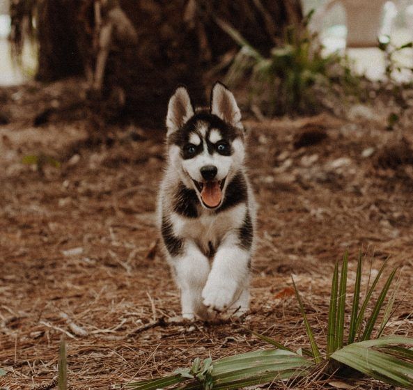 Virgo – Siberian Husky