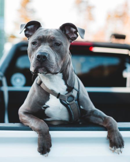 Scorpio – Pitbull