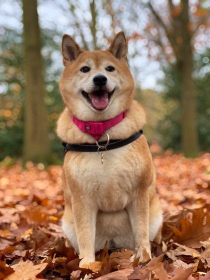 Capricorn – Shiba Inu