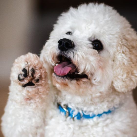 Aquarius – Poodle