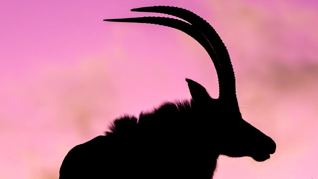 capricorn