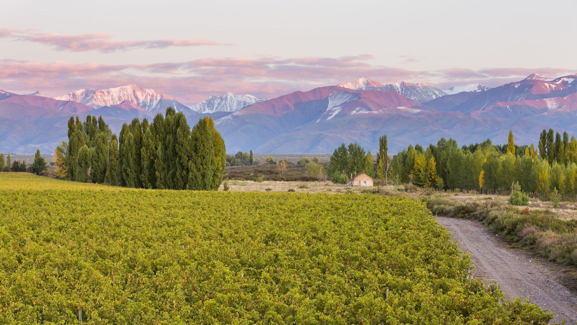 Best vineyards - aregntina