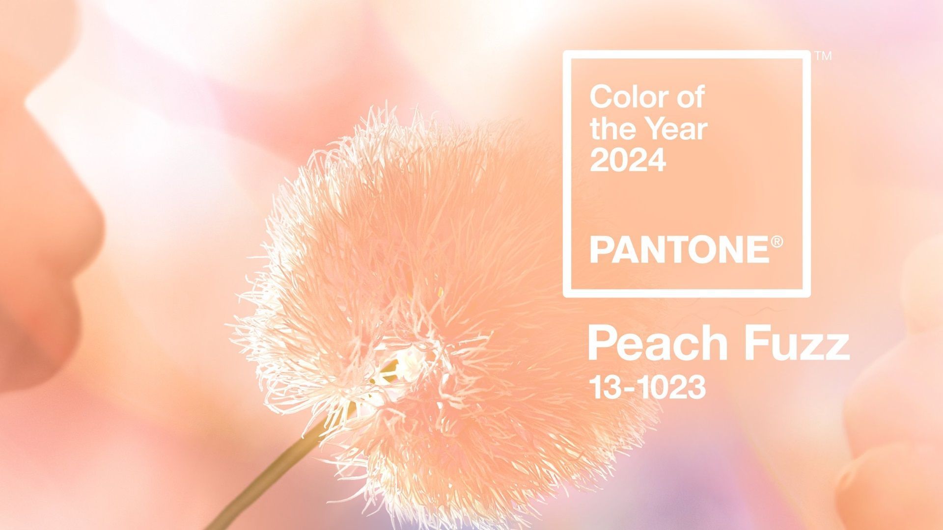 Peach Fuzz Named 2024 Color Of The Year By Pantone