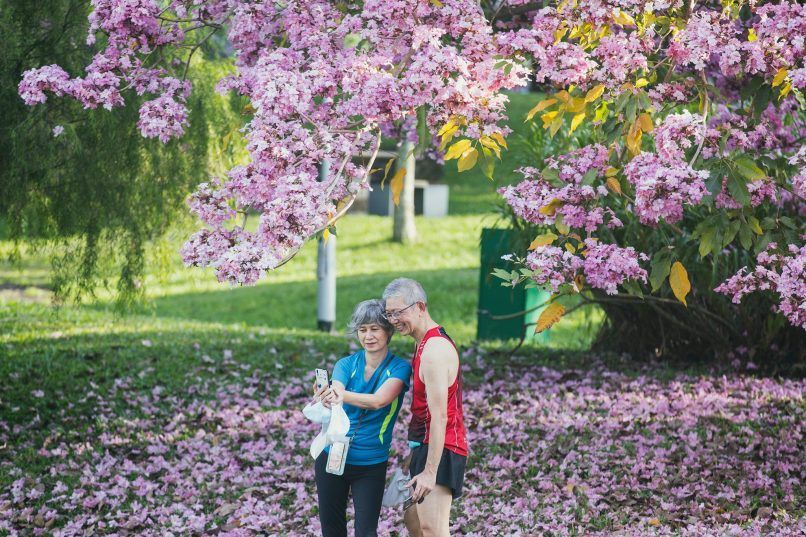 Bishan Ang Mo Kio Park trumpet tree Tan Yong Lin