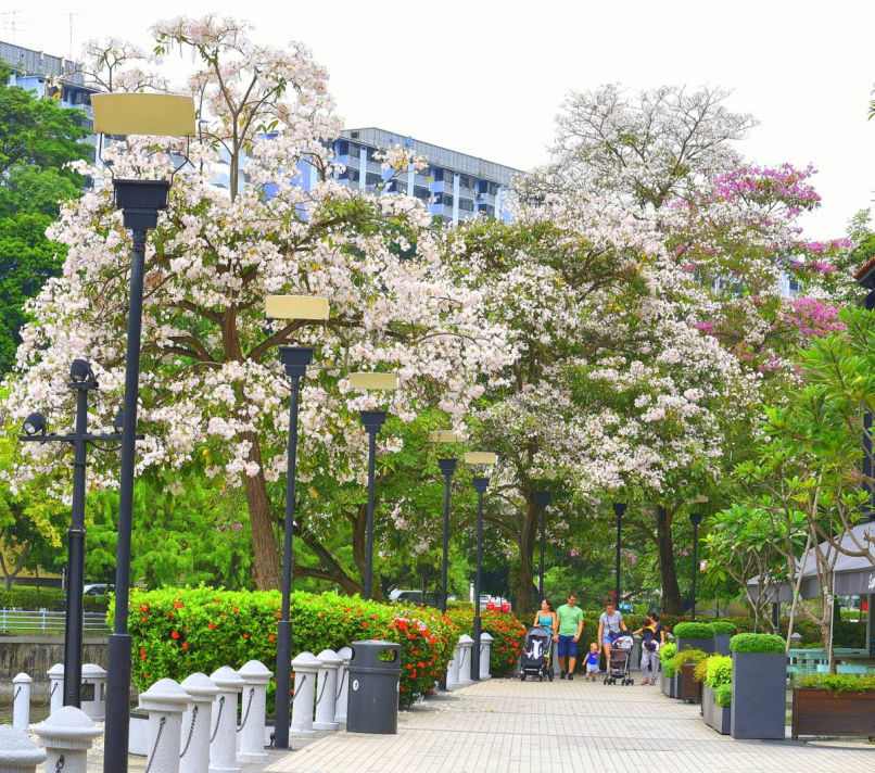 Singapore River Trumpet Flowers