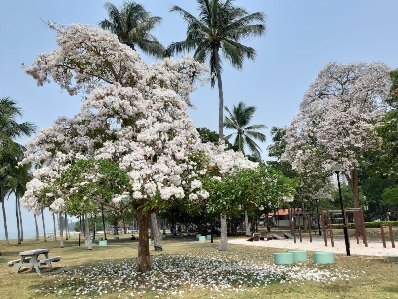 East Coast Park trumpet trees