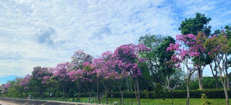 Ulu Pandan Park Connector NParks Jessica Ong