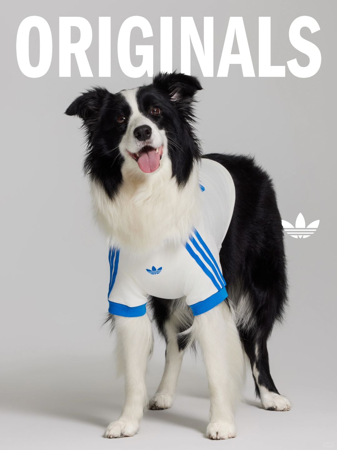 All about the new Adidas Originals pet collection | Augustman Singapore