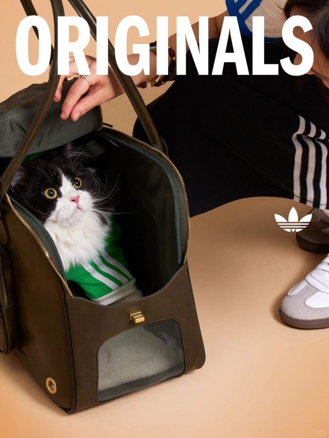 All about the new Adidas Originals pet collection | Augustman Singapore