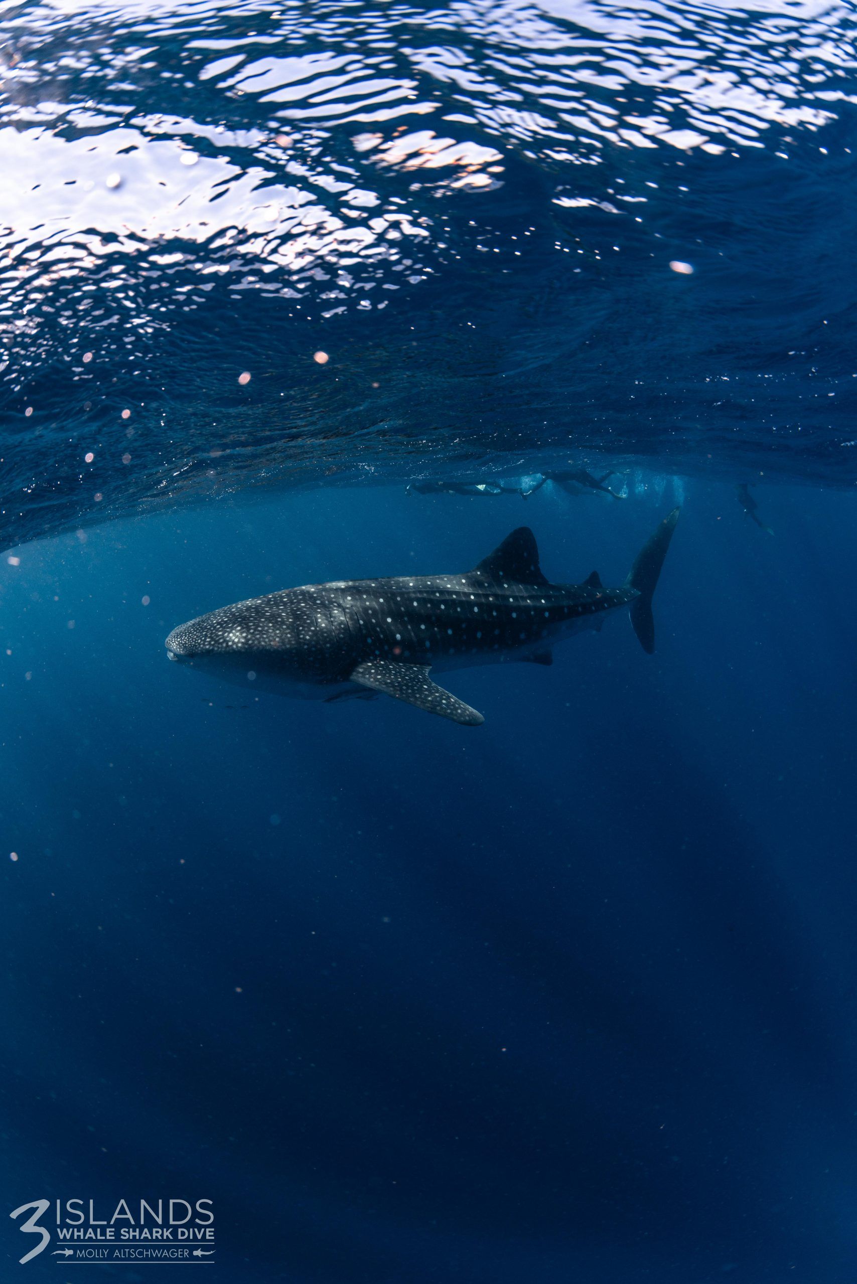 Heroes Of The Ocean: Western Australia's Whale Shark Protectors