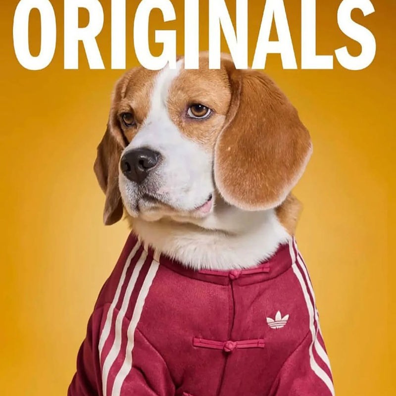 CNY 2026: Adidas Unveils Tang Jacket For Pets | Augustman SG