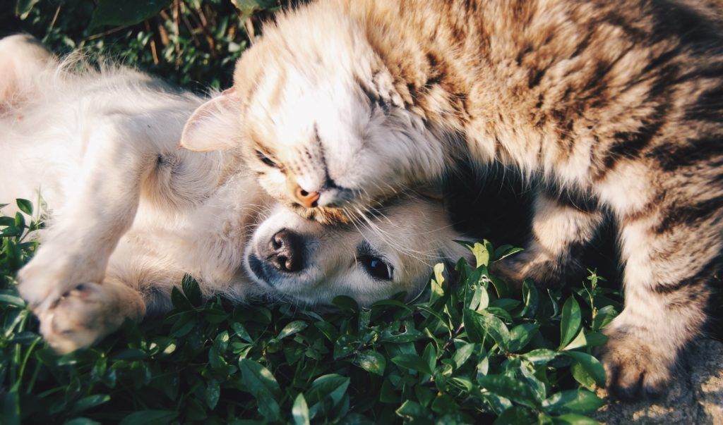 10 To Follow: The Most-Followed Pet Instagram Accounts In The World
