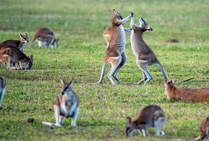 Australia to Reopen Borders