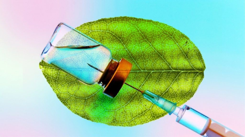 A New COVID Vaccine Might Become The First Plant-Based Vaccine For Humans — Here’s What That Means