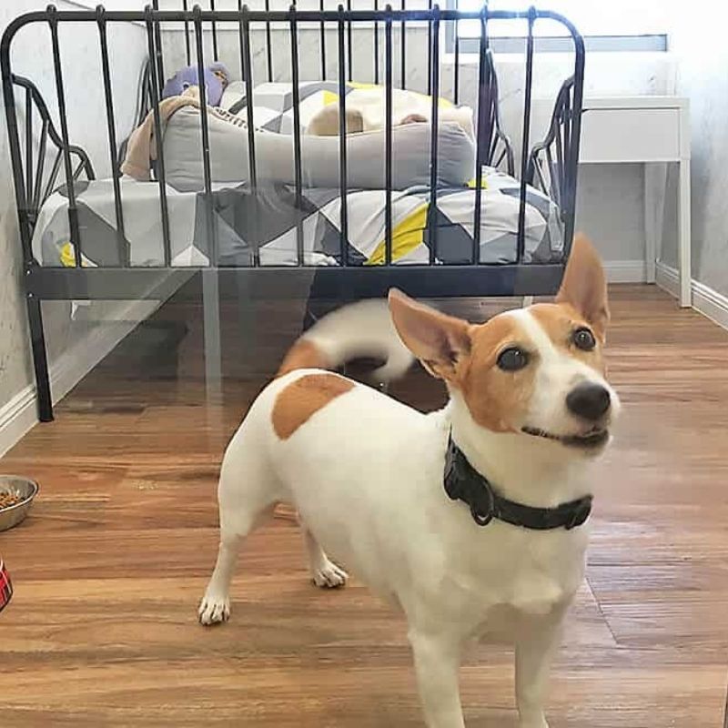 pet lounge