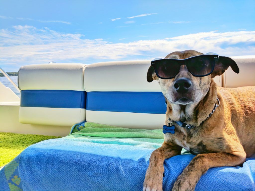 World’s Most Luxurious Pet Hotels