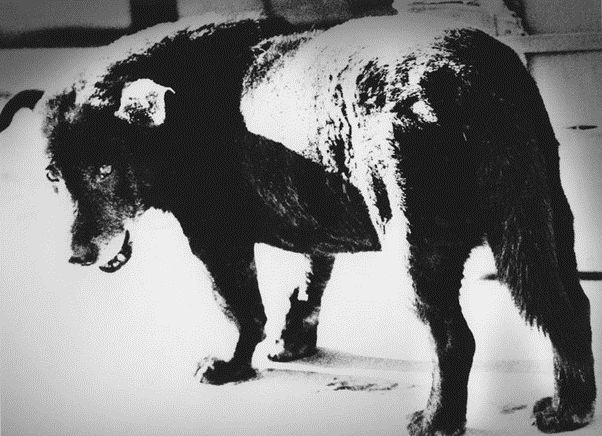 photographers on Instagram: Daido Moriyama