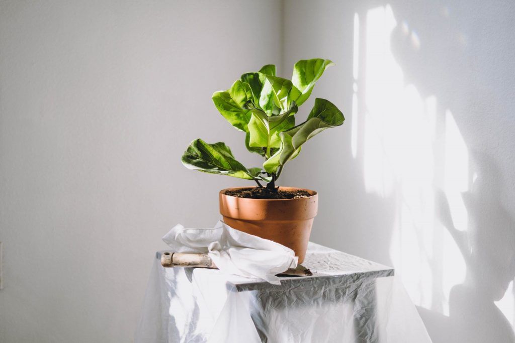 Low-Maintenance Indoor Plants That Will Stay Alive With Minimal Effort