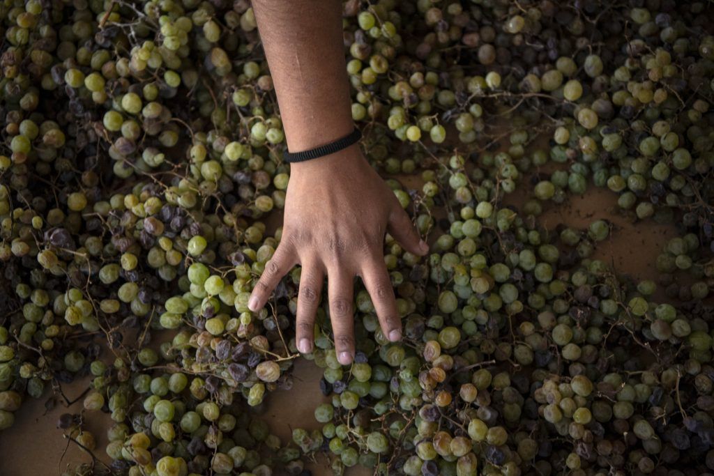 How Wine Producers Are Growing Grapes In The World’s Driest Desert