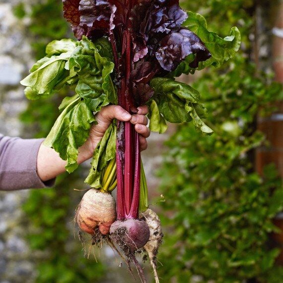 Vegetable garden