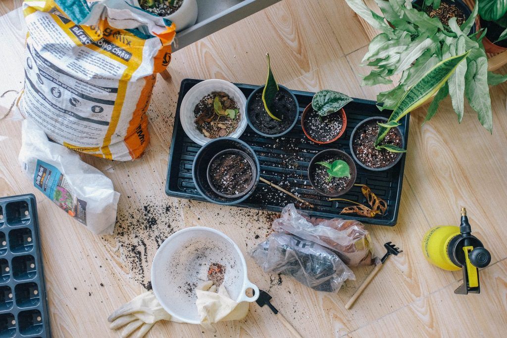 Indoor Gardening plants