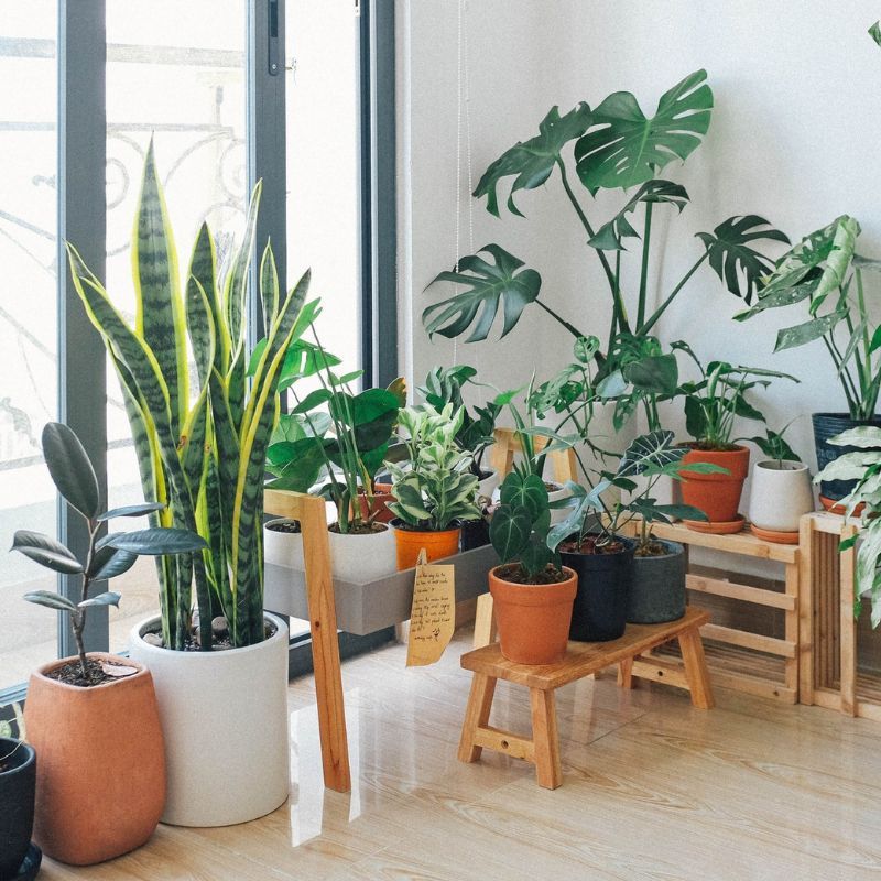 A Beginner’s Guide On How To Grow Indoor Plants, And The Best Ones To Get In Malaysia