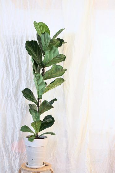 Fiddle-Leaf Fig