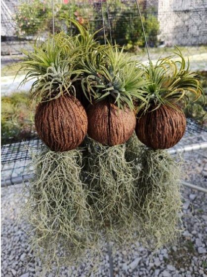 Spanish Moss Air plant