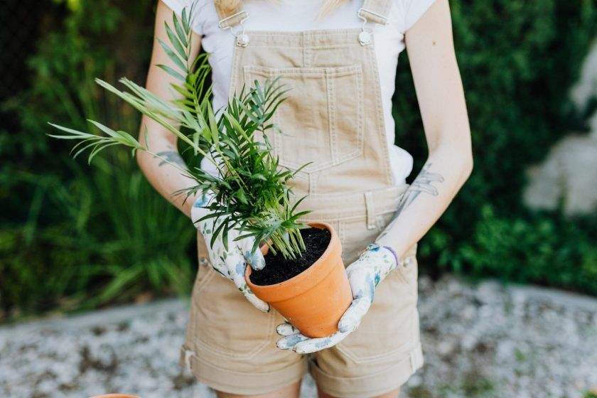 Areca Palm