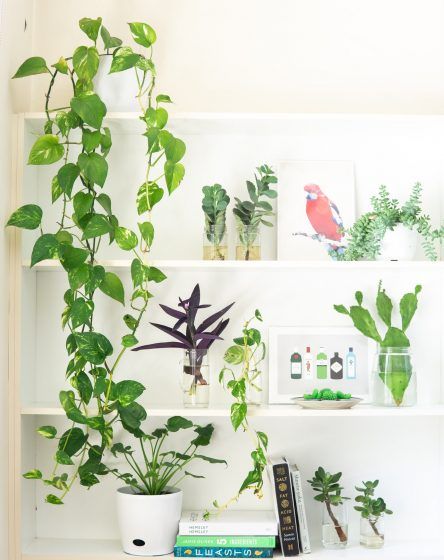 Golden Pothos or Money plant