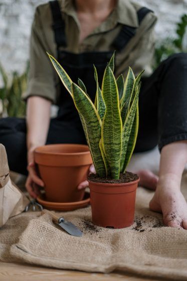 Snake plant