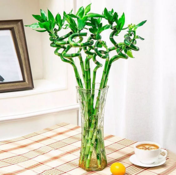 Lucky Bamboo
