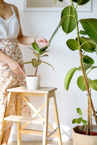 Rubber Fig Plant