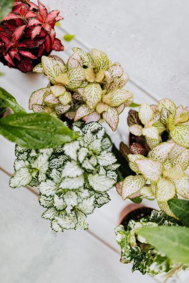 Nerve plant