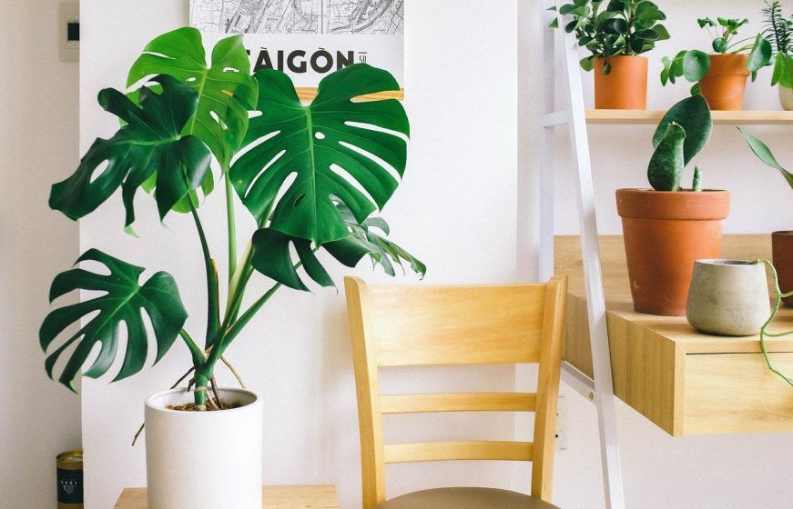 Monstera Deliciosa