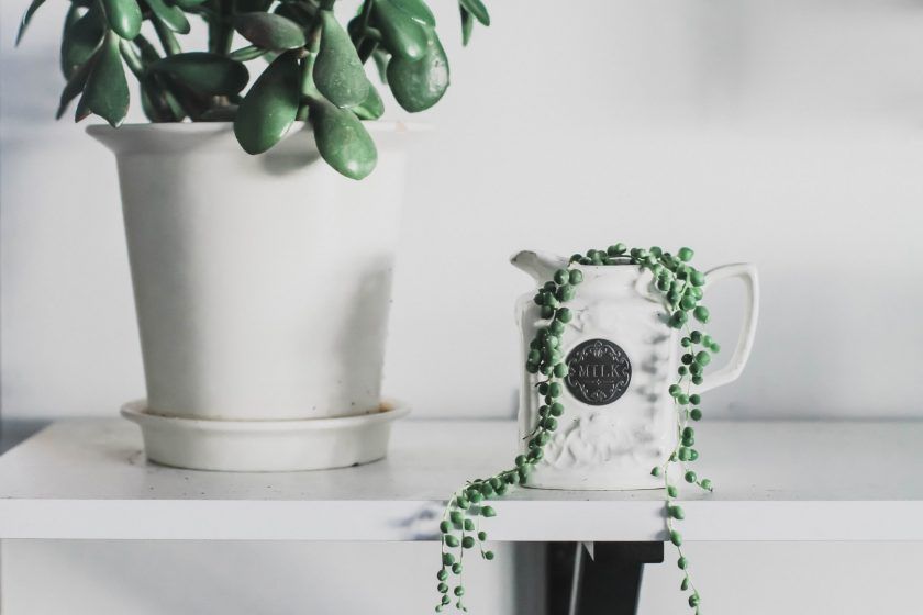 Jade Plant