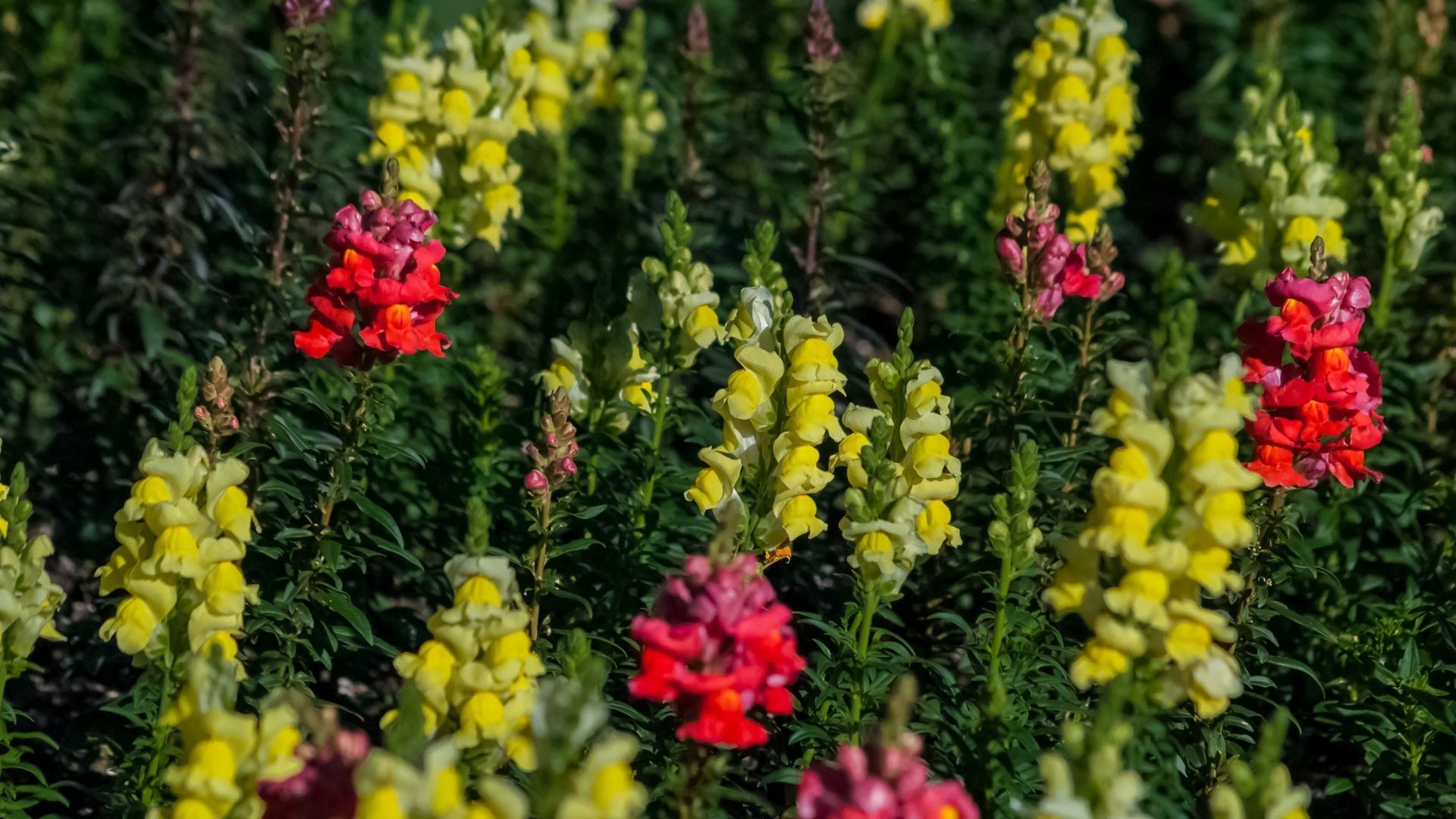 Most beautiful flowers: Snapdragon