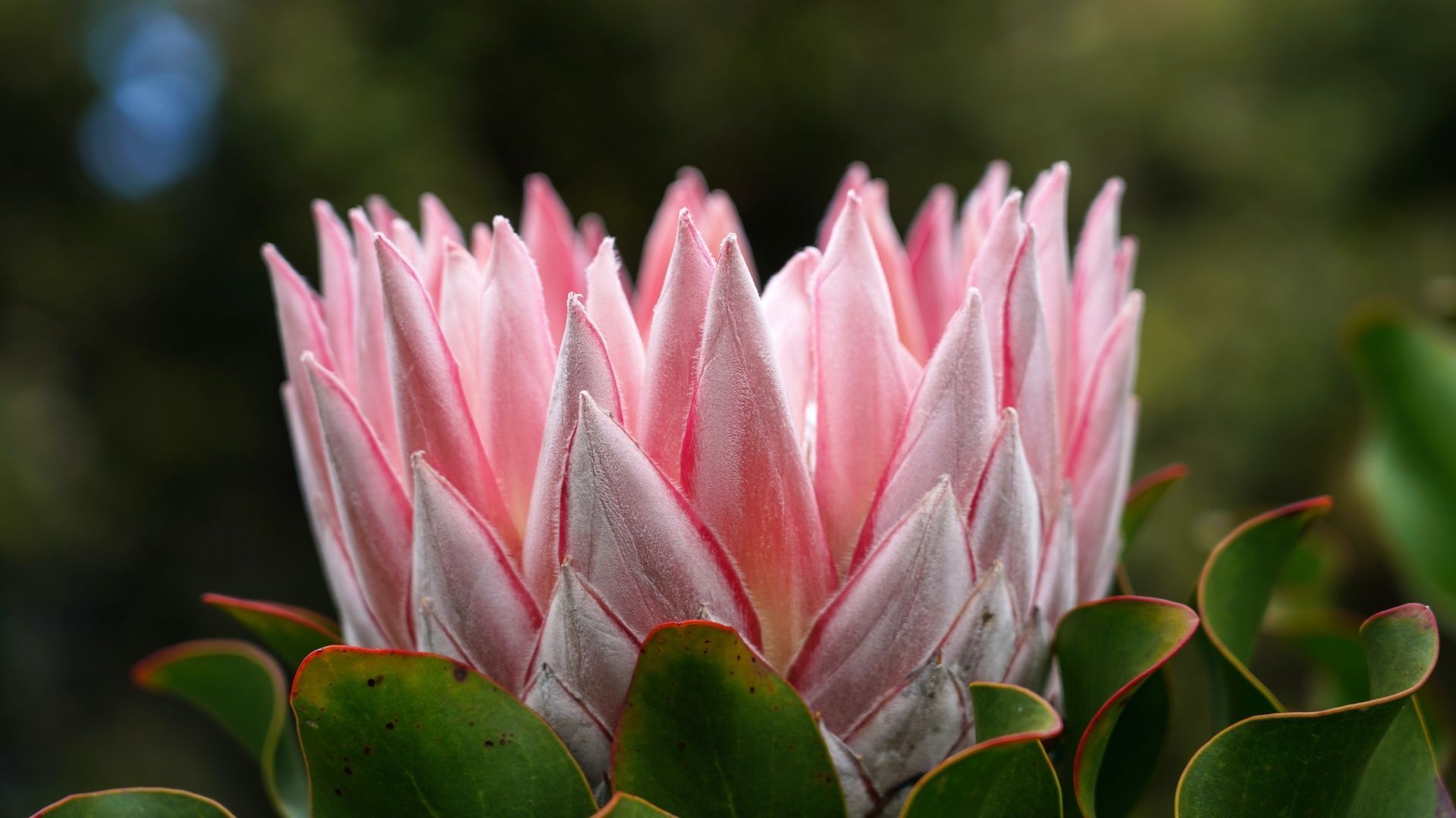 Most beautiful flowers: Proteas