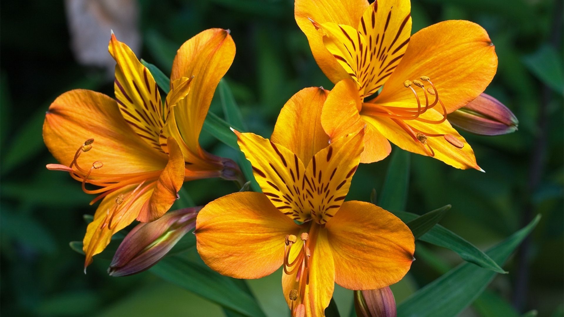 Beautiful flowers: Alstroemeria