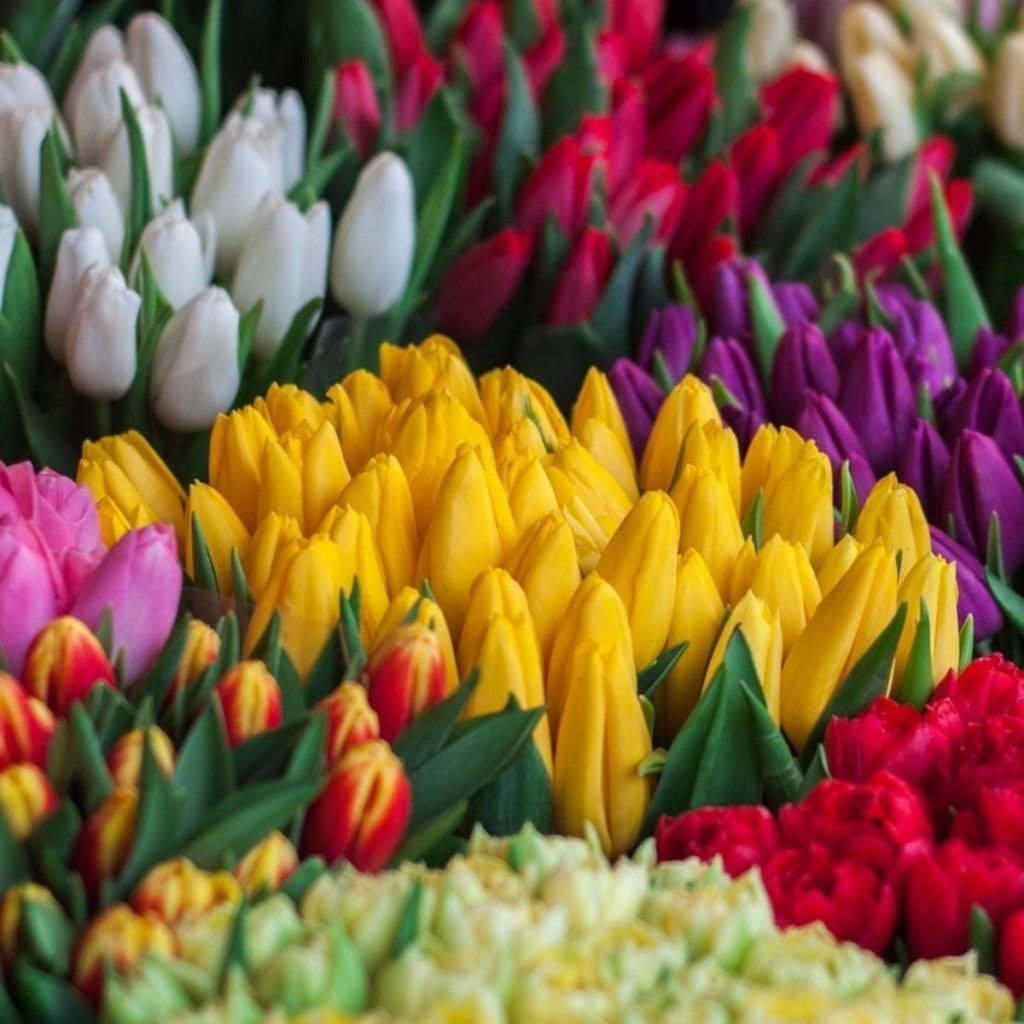 Brilliant Blooms: 50 Of The Most Beautiful Flowers In The World