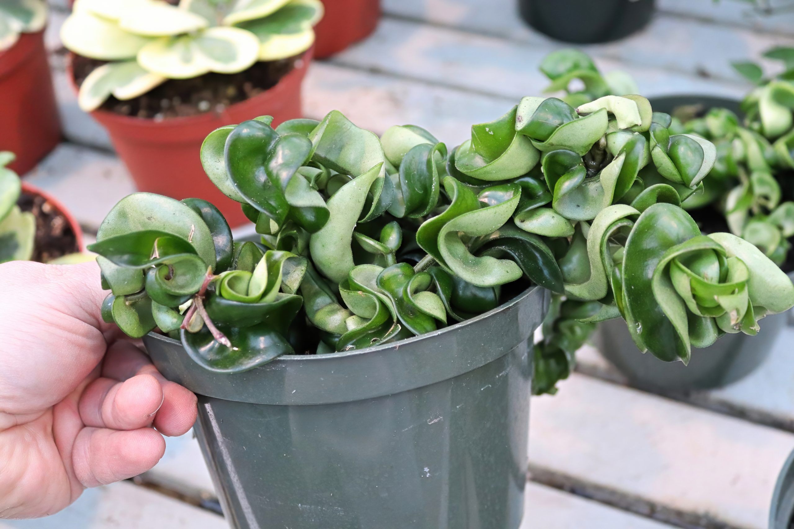 Hoya Carnosa Compacta