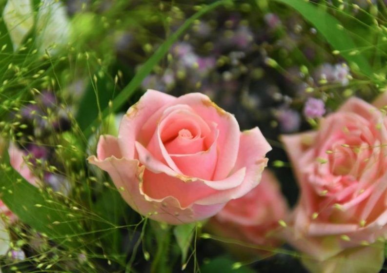 Rose (Rosa rubiginosa)