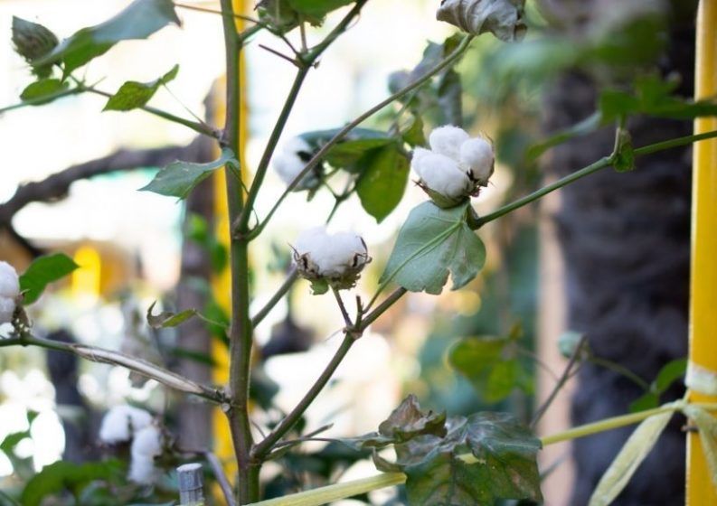 Cotton plant (Gossypium)
