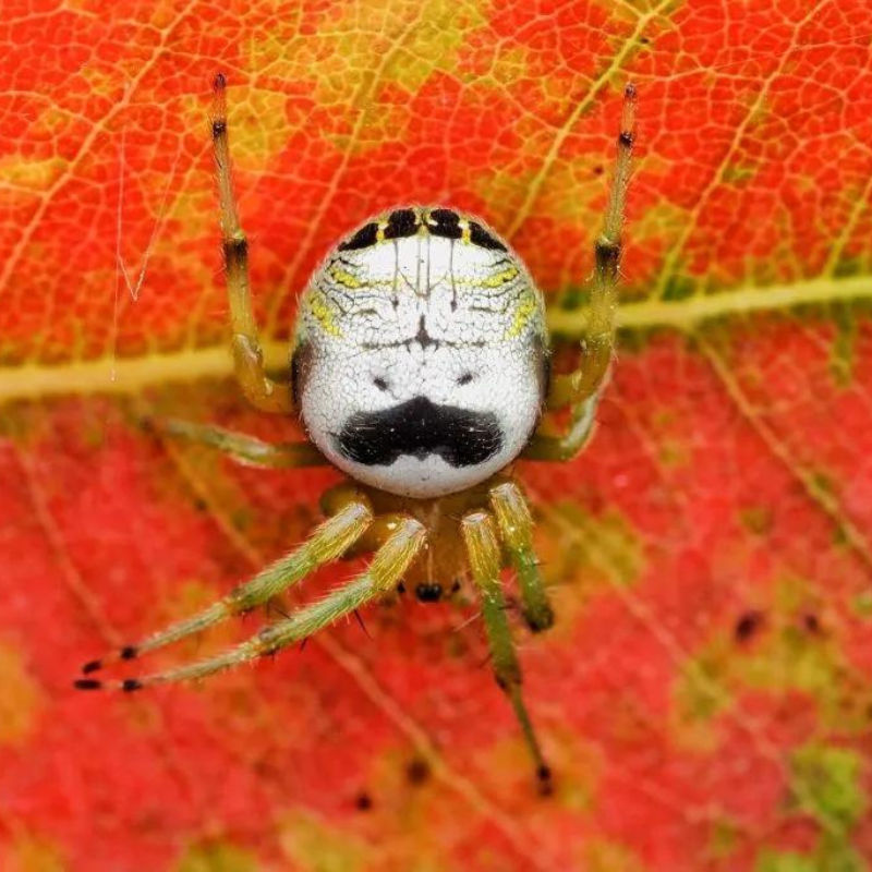 Pringles Is Trying To Rename A Spider Because It Looks Like Their Logo