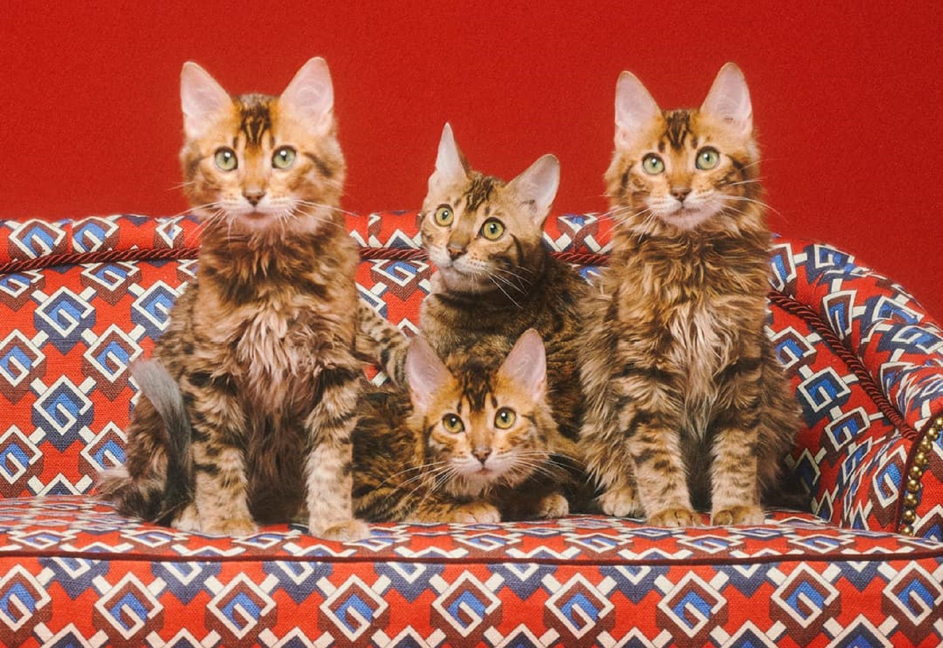 Gucci Cats