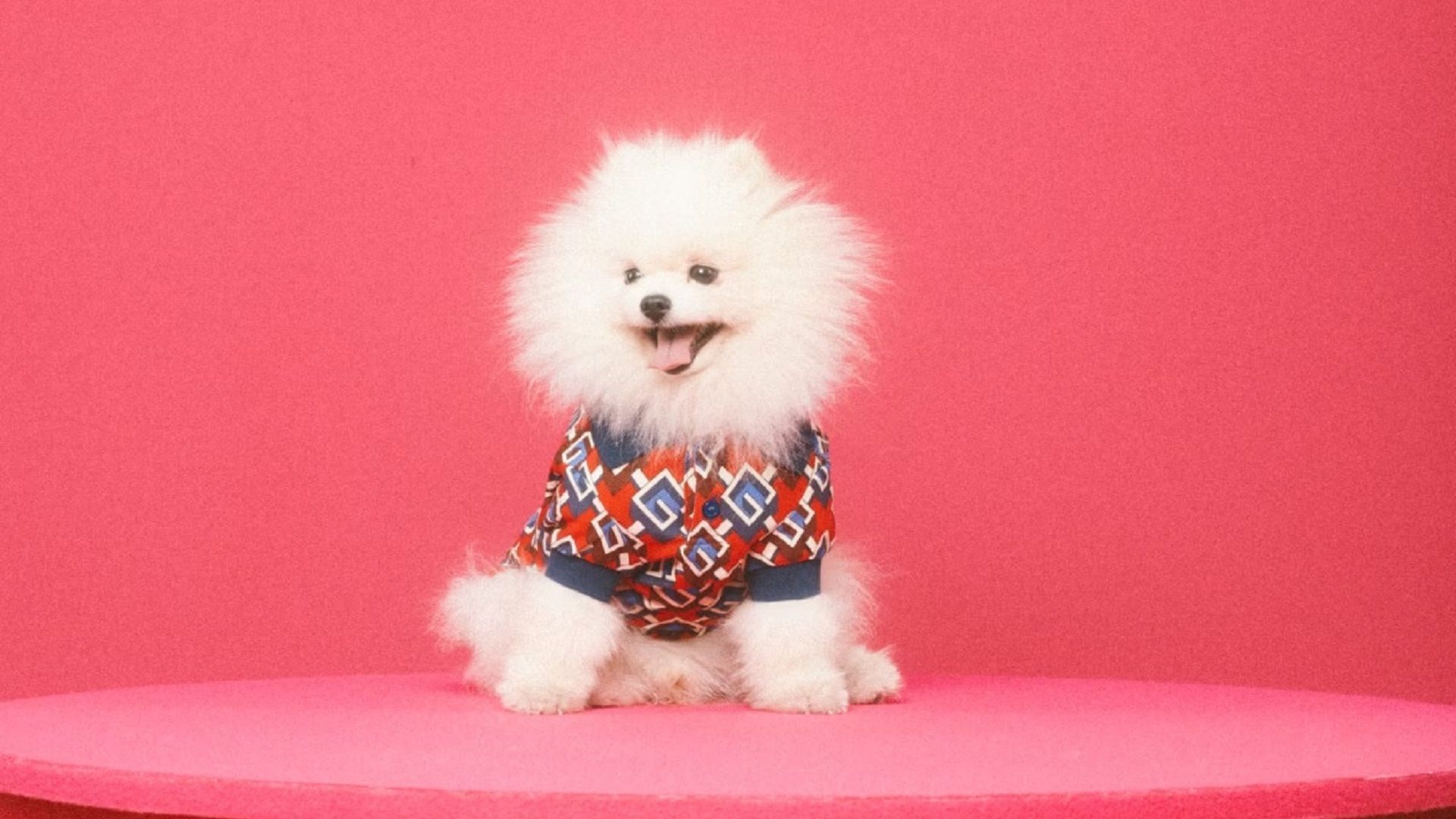 Gucci small dog or cat collar — Artistic Xpressions