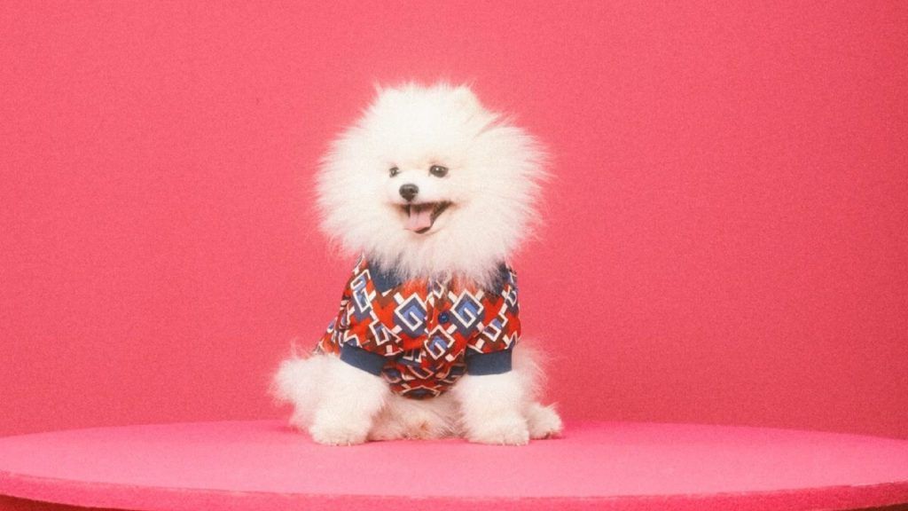 Make Your Beloved Furkid The Best Dressed In The Room With The New Gucci Pet Collection