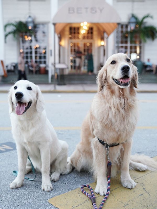 the betsy hotel with animals in residence