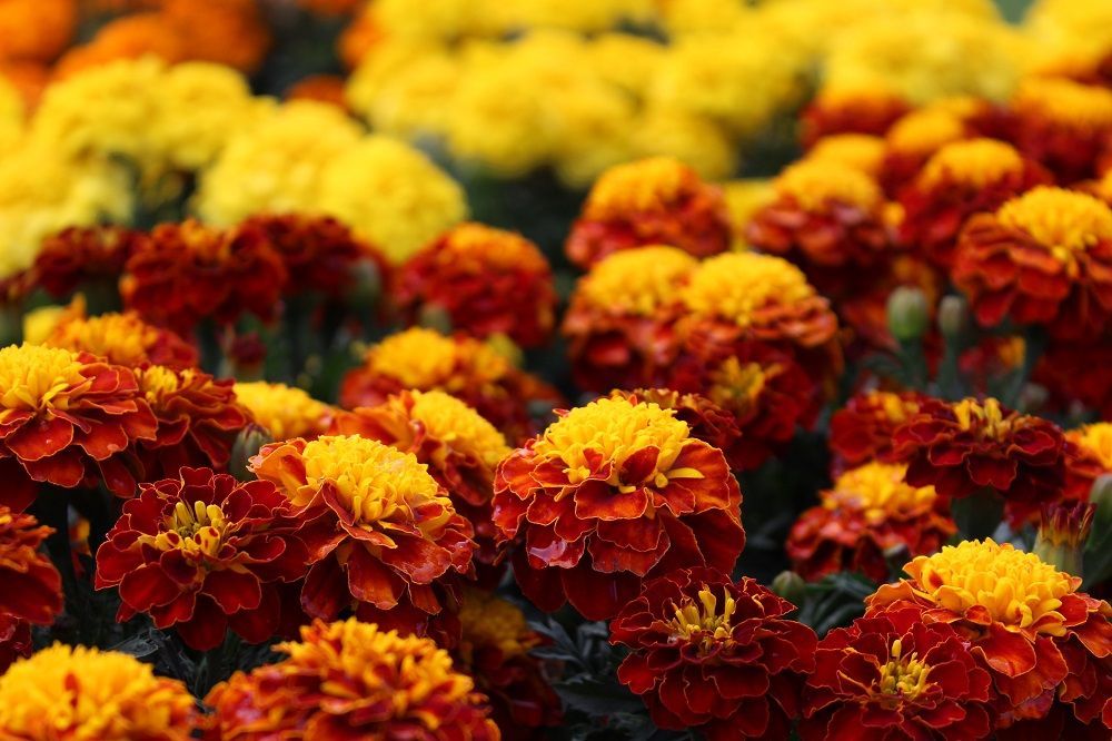 easy growing flowers in India